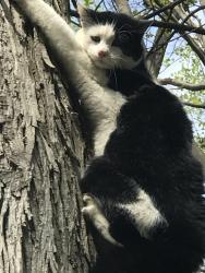 Lost Male Cat last seen California and s mine rds, Richland Township, PA 18951