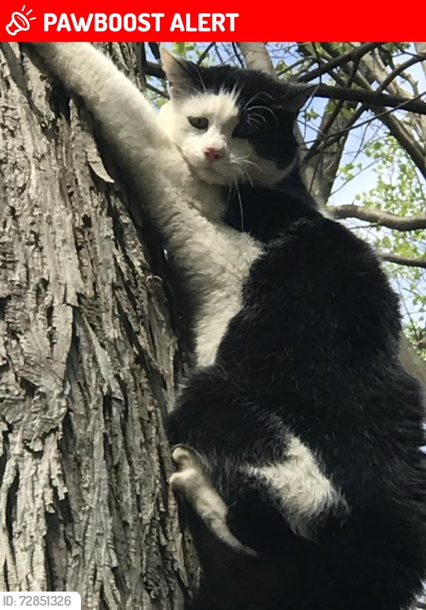 Lost Male Cat last seen California and s mine rds, Richland Township, PA 18951