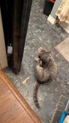 Found/Stray Male Cat last seen Buckskin Rd, Milton, FL 32570