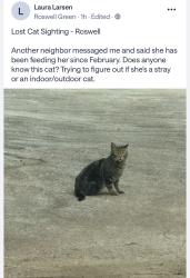 Found/Stray Unknown Cat last seen Roswell Green, Roswell, GA 30075