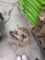 Found/Stray Female Dog last seen Southern Roots, Belmont, NC 28012