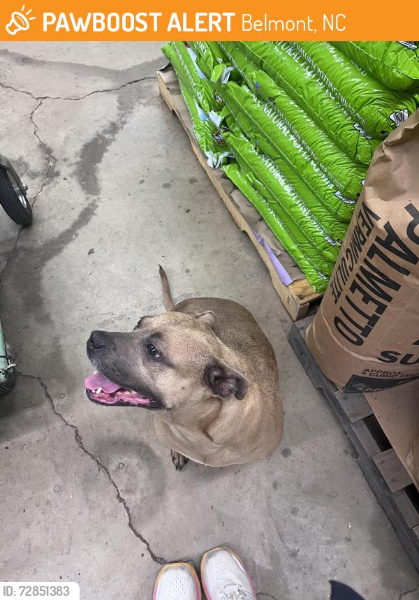 Found/Stray Female Dog last seen Southern Roots, Belmont, NC 28012