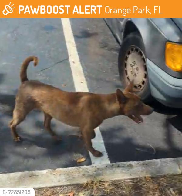 Found/Stray Male Dog last seen Park Ave & Loring Ave 32073 ZipCode, Orange Park, FL 32073