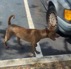 Found/Stray Male Dog last seen Park Ave & Loring Ave 32073 ZipCode, Orange Park, FL 32073