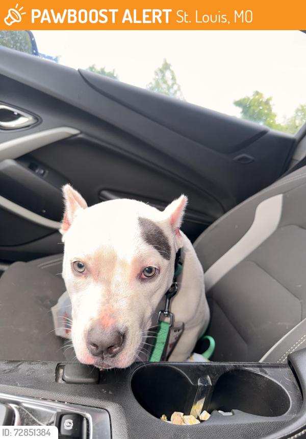 Found/Stray Female Dog last seen Pennsylvania , St. Louis, MO 63133