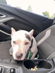 Found/Stray Female Dog last seen Pennsylvania , St. Louis, MO 63133