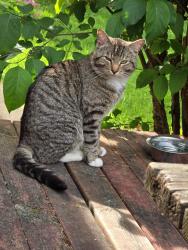 Found/Stray Male Cat last seen NE 143rd Ave (between Burnside and Glisan), Multnomah County, OR 97230