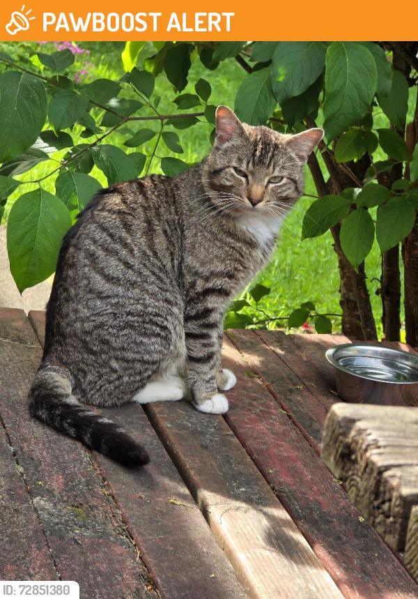 Found/Stray Male Cat last seen NE 143rd Ave (between Burnside and Glisan), Multnomah County, OR 97230