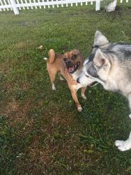 Found/Stray Unknown Dog last seen Bull Hill Road, Kissimmee, FL, Kissimmee, FL 34744