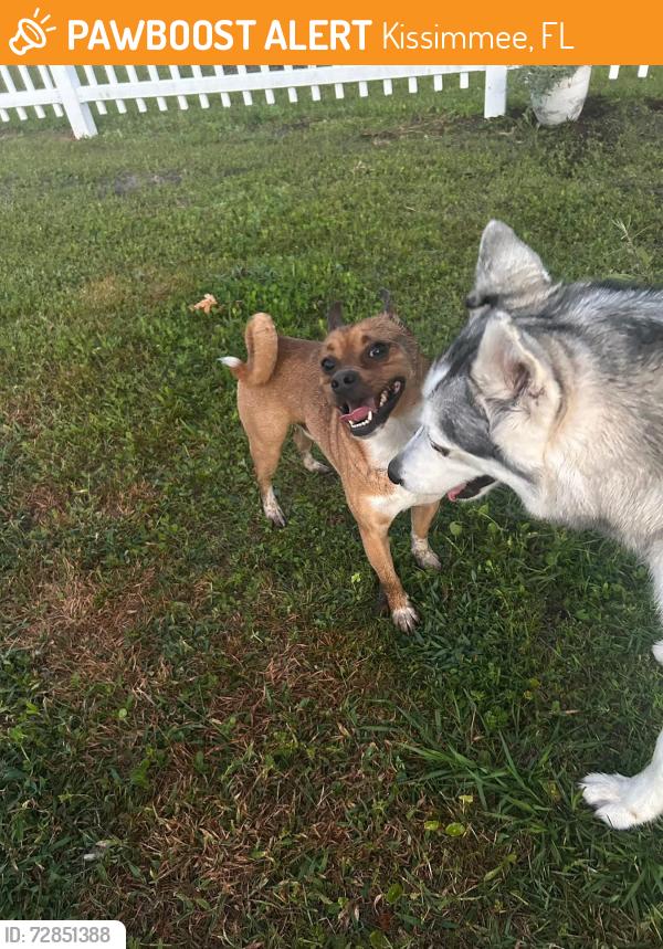 Found/Stray Unknown Dog last seen Bull Hill Road, Kissimmee, FL, Kissimmee, FL 34744