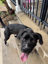 Found/Stray Male Dog last seen On corner hse of Cincinnati and Germania Ave., San Antonio, TX 78228