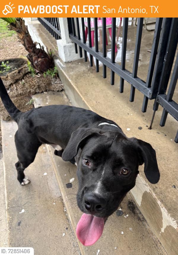 Found/Stray Male Dog last seen On corner hse of Cincinnati and Germania Ave., San Antonio, TX 78228