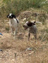 Found/Stray Male Dog last seen 3rd & N Chicago Ave, Lubbock, TX 79416