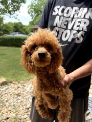 Found/Stray Female Dog last seen Westwood , Abilene, TX 79603