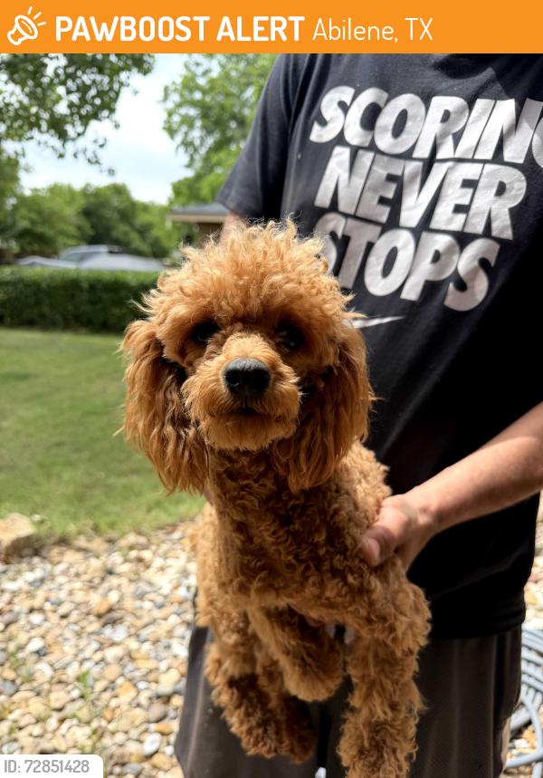 Found/Stray Female Dog last seen Westwood , Abilene, TX 79603