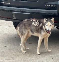 Found/Stray Unknown Dog last seen N Fry Rd, Katy, TX 77449