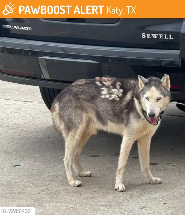 Found/Stray Unknown Dog last seen N Fry Rd, Katy, TX 77449
