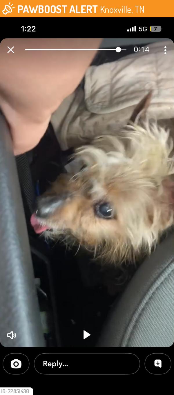 Found/Stray Unknown Dog last seen Austin s blvd , Knoxville, TN 37915