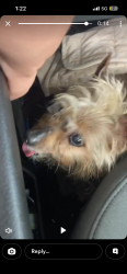 Found/Stray Unknown Dog last seen Austin s blvd , Knoxville, TN 37915