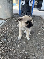 Found/Stray Male Dog last seen Unknown, Antioch, CA 94509