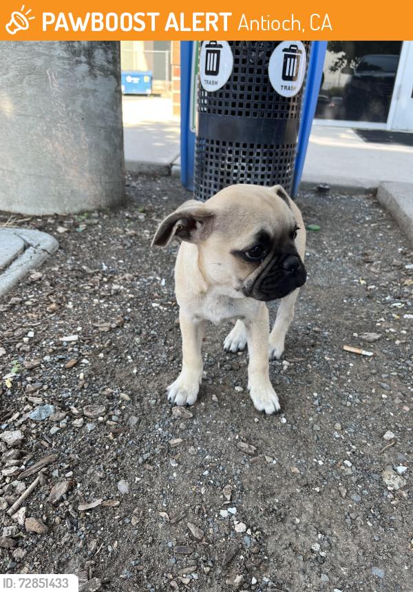 Found/Stray Male Dog last seen Unknown, Antioch, CA 94509