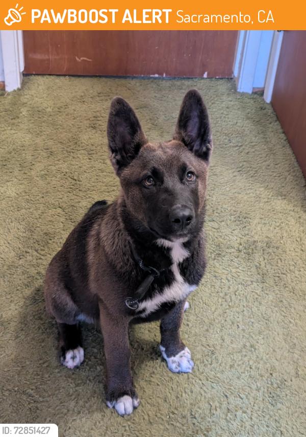 Found/Stray Unknown Dog last seen 47th Avenue Offramp of Hwy 99, Sacramento, CA 95824