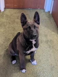 Found/Stray Unknown Dog last seen 47th Avenue Offramp of Hwy 99, Sacramento, CA 95824
