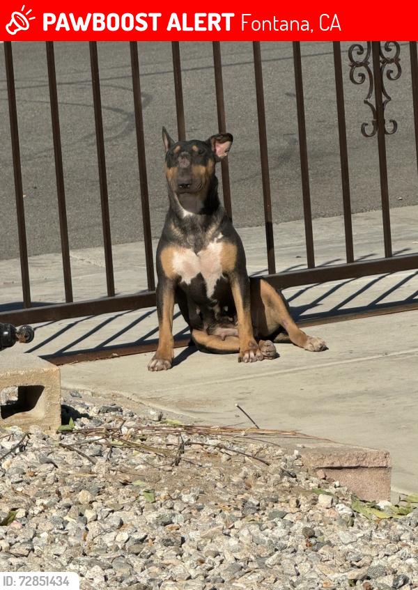 Lost Female Dog last seen Beech ave, Fontana, CA 92335