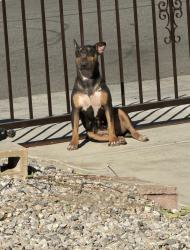 Lost Female Dog last seen Beech ave, Fontana, CA 92335