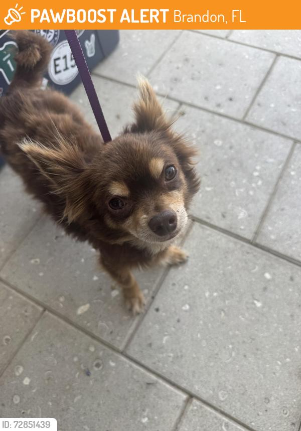 Found/Stray Male Dog last seen John Moore rd, Brandon, FL 33511