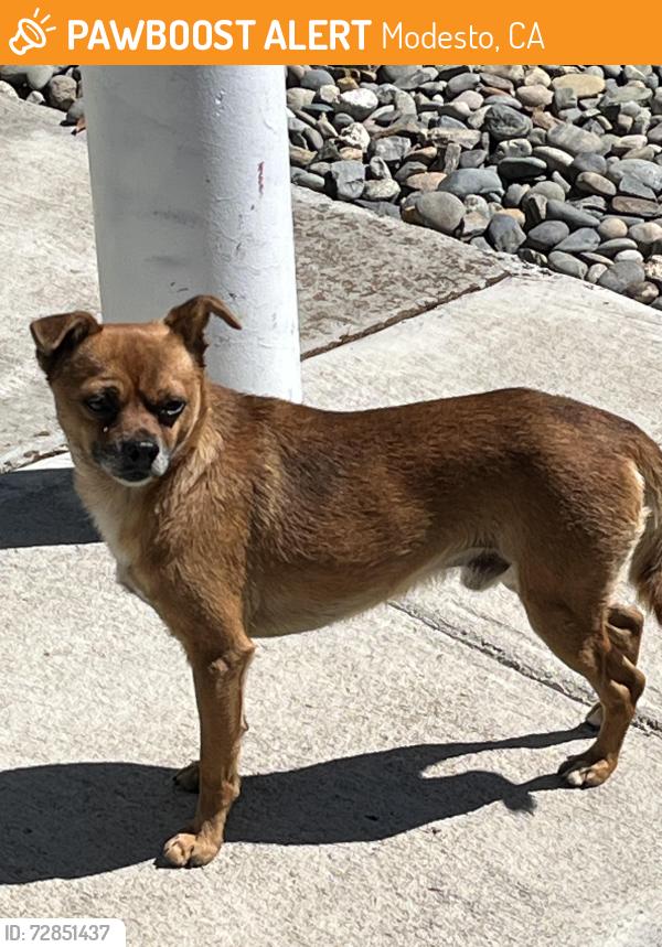 Found/Stray Male Dog last seen Coolidge & Queens Ave Modesto, Modesto, CA 95355