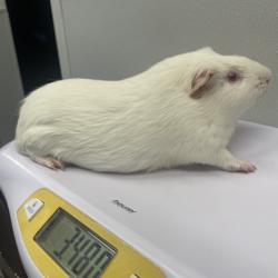 Shelter Stray Male Other last seen , 3607 N Armenia Ave, Tampa, FL 33607, USA
