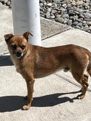 Found/Stray Male Dog last seen Coolidge & Queens Ave Modesto, Modesto, CA 95355