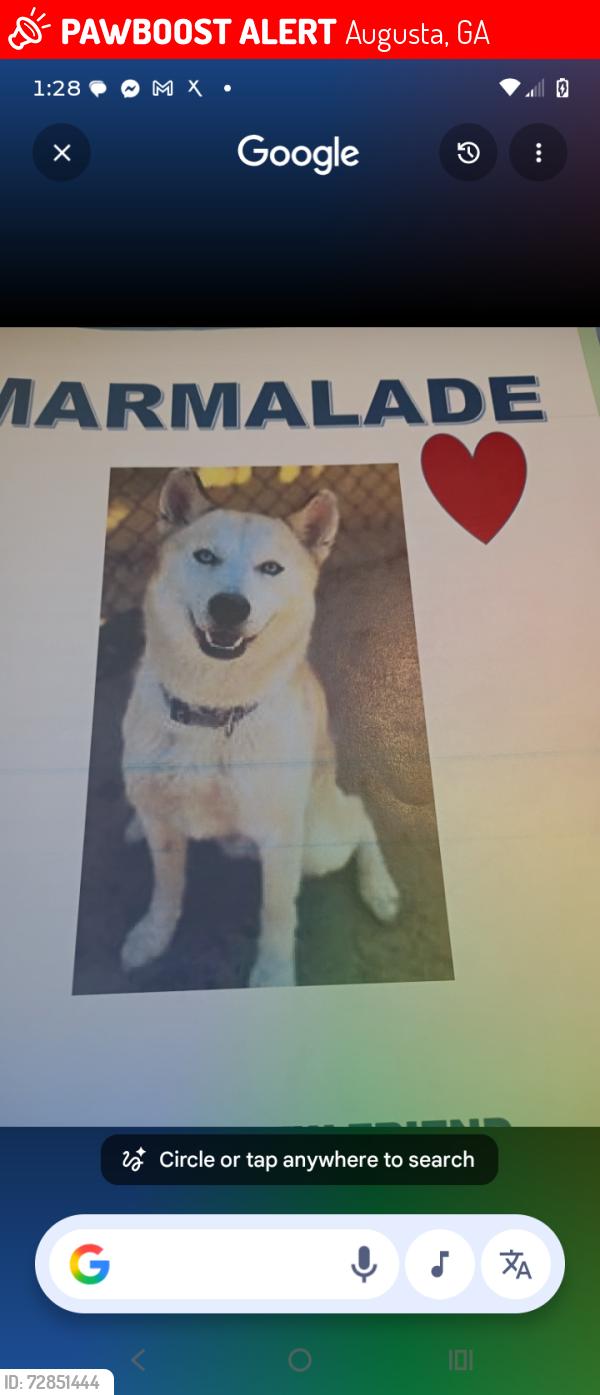 Lost Male Dog last seen May park, Augusta, GA 30901
