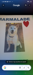 Lost Male Dog last seen May park, Augusta, GA 30901