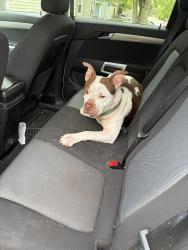 Found/Stray Male Dog last seen Manford st, Fort Wayne, IN 46806