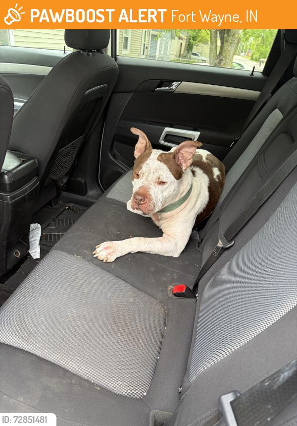 Found/Stray Male Dog last seen Manford st, Fort Wayne, IN 46806
