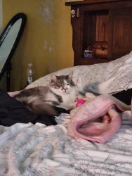 Lost Male Cat last seen Orange st, peach Ave, Sabina , Hesperia, CA 92345