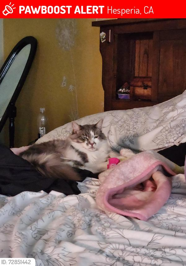 Lost Male Cat last seen Orange st, peach Ave, Sabina , Hesperia, CA 92345
