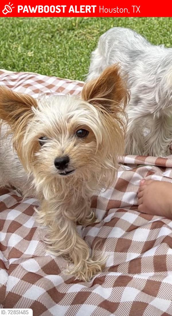 Lost Female Dog last seen Irvington /fulton , Houston, TX 77009
