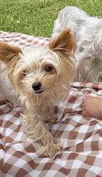 Lost Female Dog last seen Irvington /fulton , Houston, TX 77009