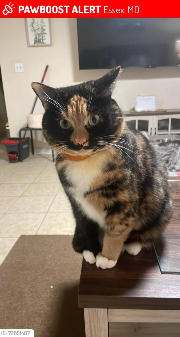 Lost Female Cat last seen Mace Avenue Es Maryland 21221, Essex, MD 21221