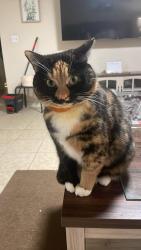 Lost Female Cat last seen Mace Avenue Es Maryland 21221, Essex, MD 21221