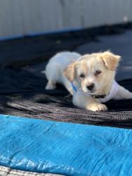 Lost Male Dog last seen Emerald , El Cajon, CA 92020
