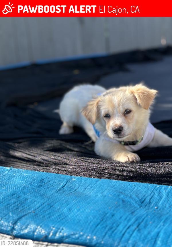 Lost Male Dog last seen Emerald , El Cajon, CA 92020