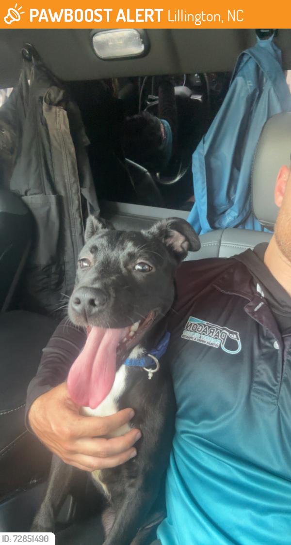 Found/Stray Female Dog last seen Near , Lillington, NC 27546