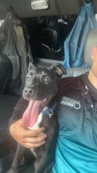 Found/Stray Female Dog last seen Near , Lillington, NC 27546