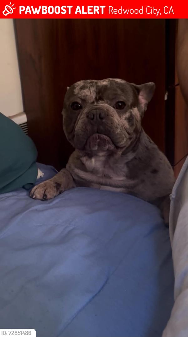Lost Male Dog last seen Cedar st redwood city, Redwood City, CA 94063