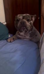 Lost Male Dog last seen Cedar st redwood city, Redwood City, CA 94063