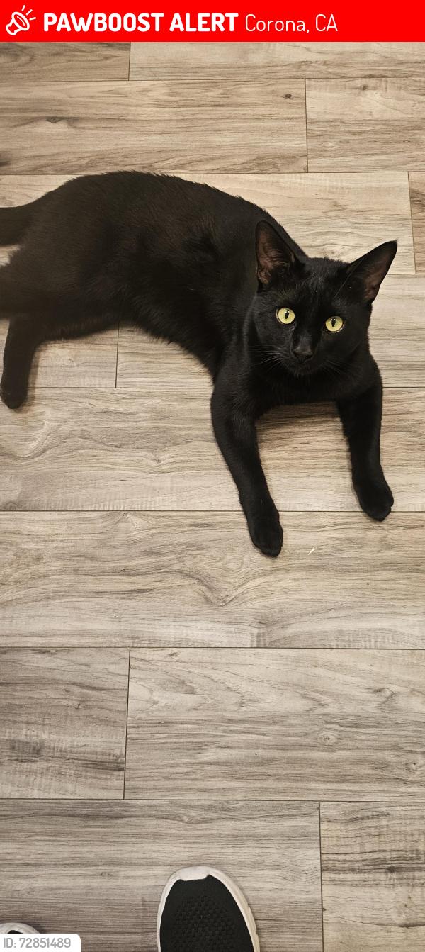 Lost Male Cat last seen Grand Street, 9th, , Corona, CA 92882